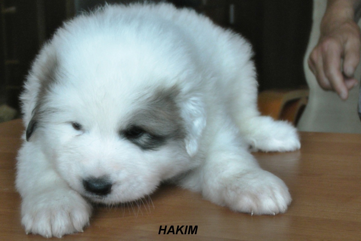 1 Hakim