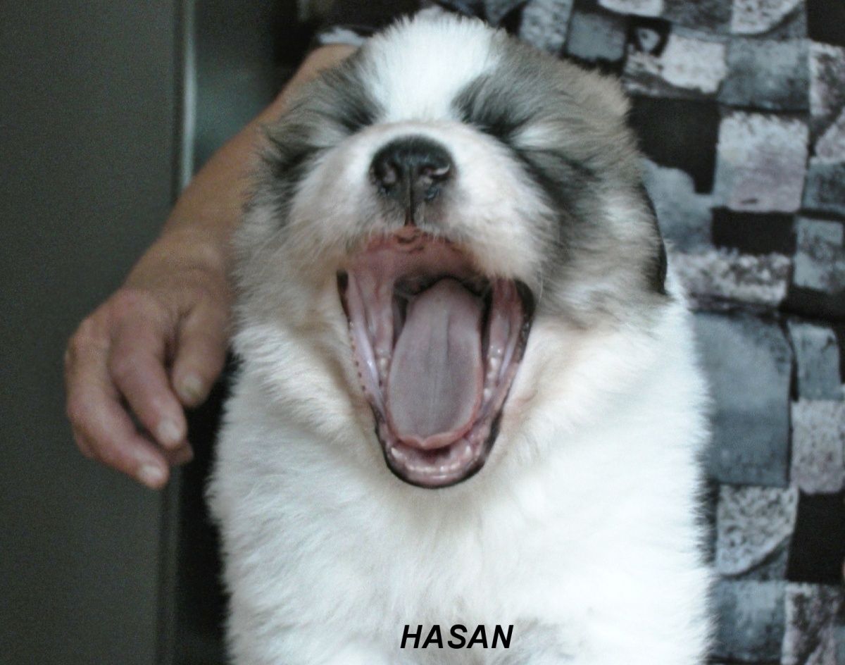2 Hasan