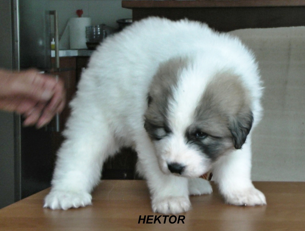 3 Hektor