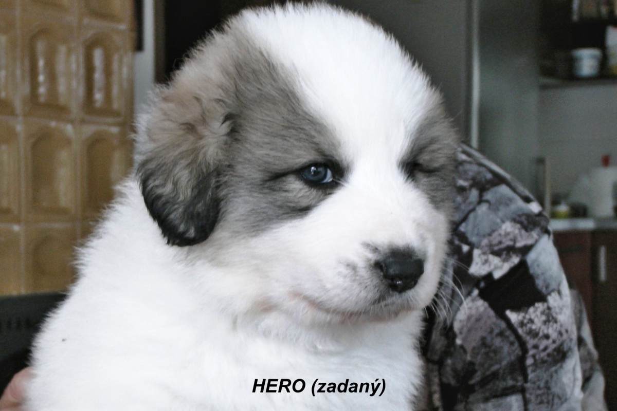 4 Hero (zadaný)