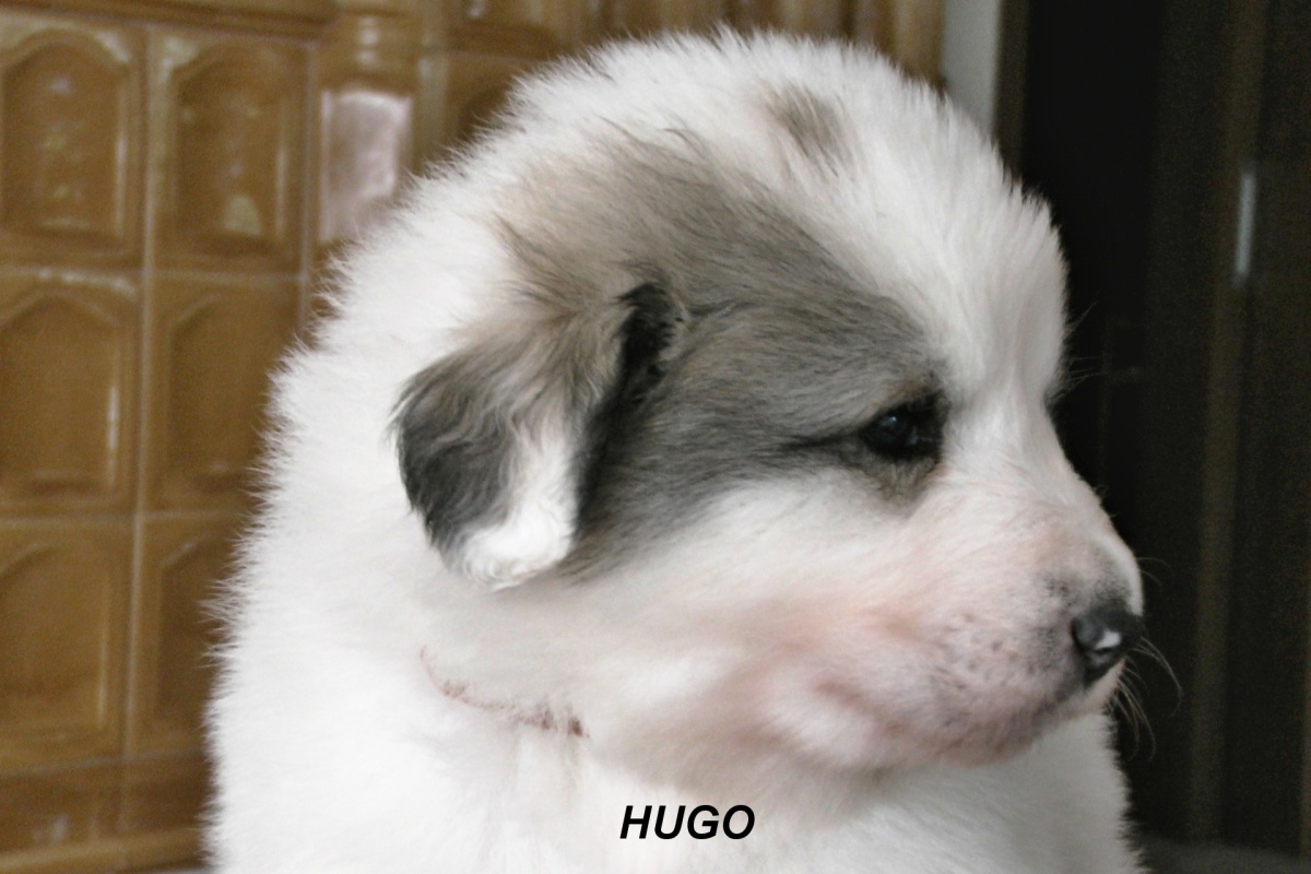 5 Hugo