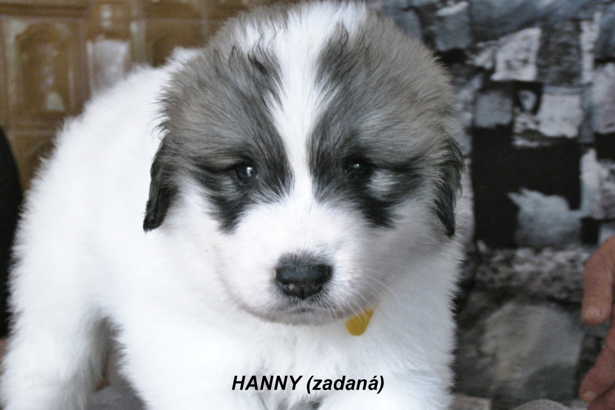 7 Hanny (zadaná)