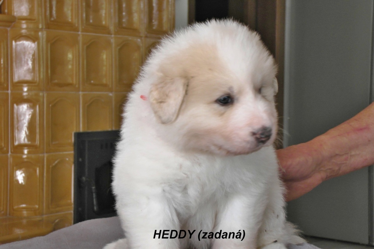 8 Heddy (zadaná)