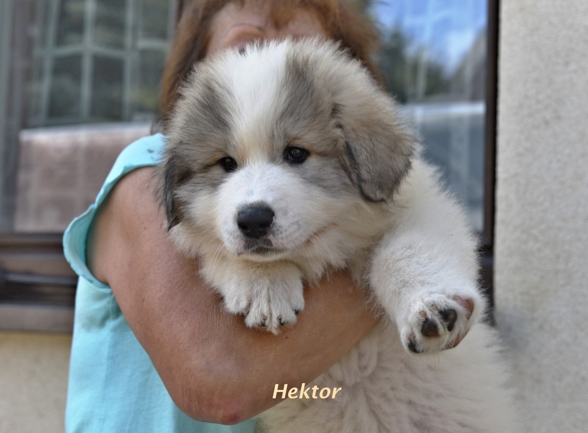 2 Hektor