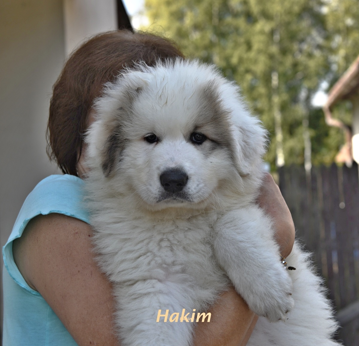 4 Hakim