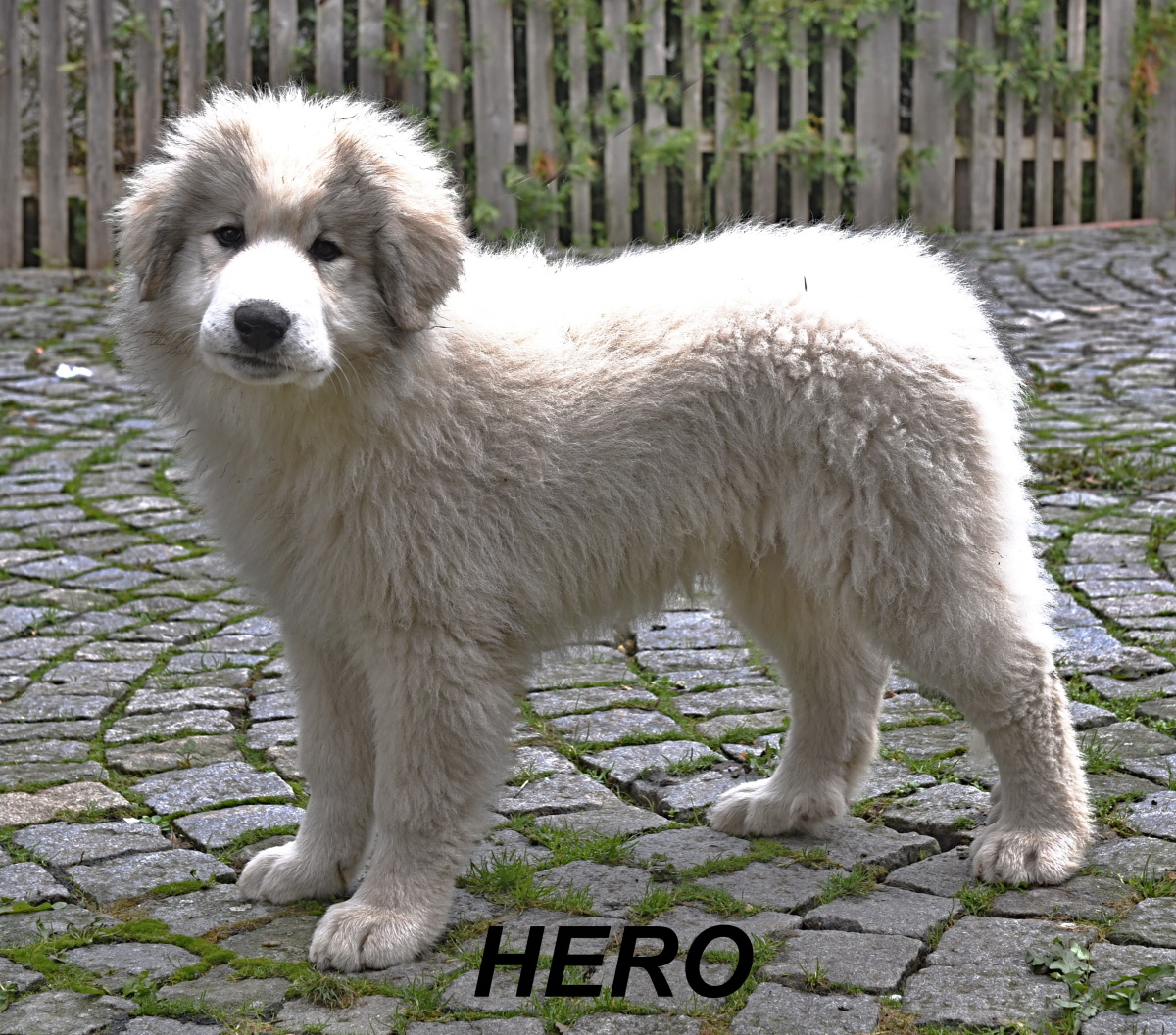 3 Hero