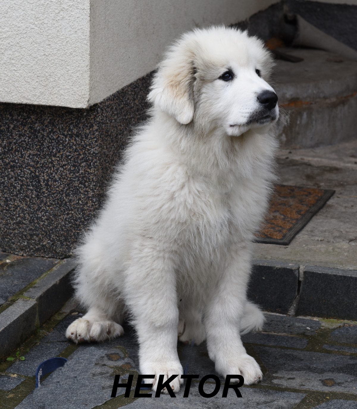 5 Hektor