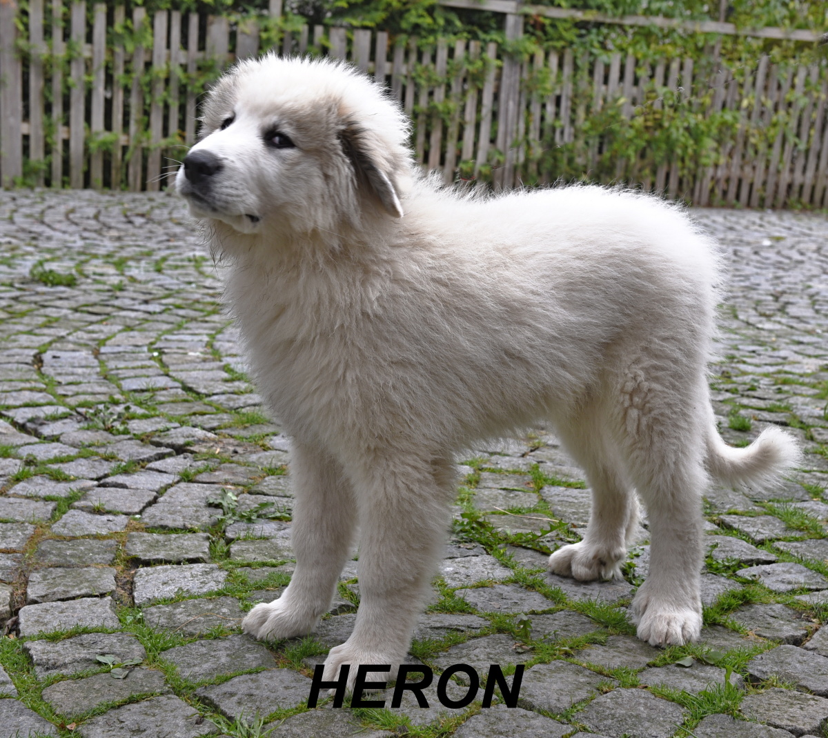 7 Heron