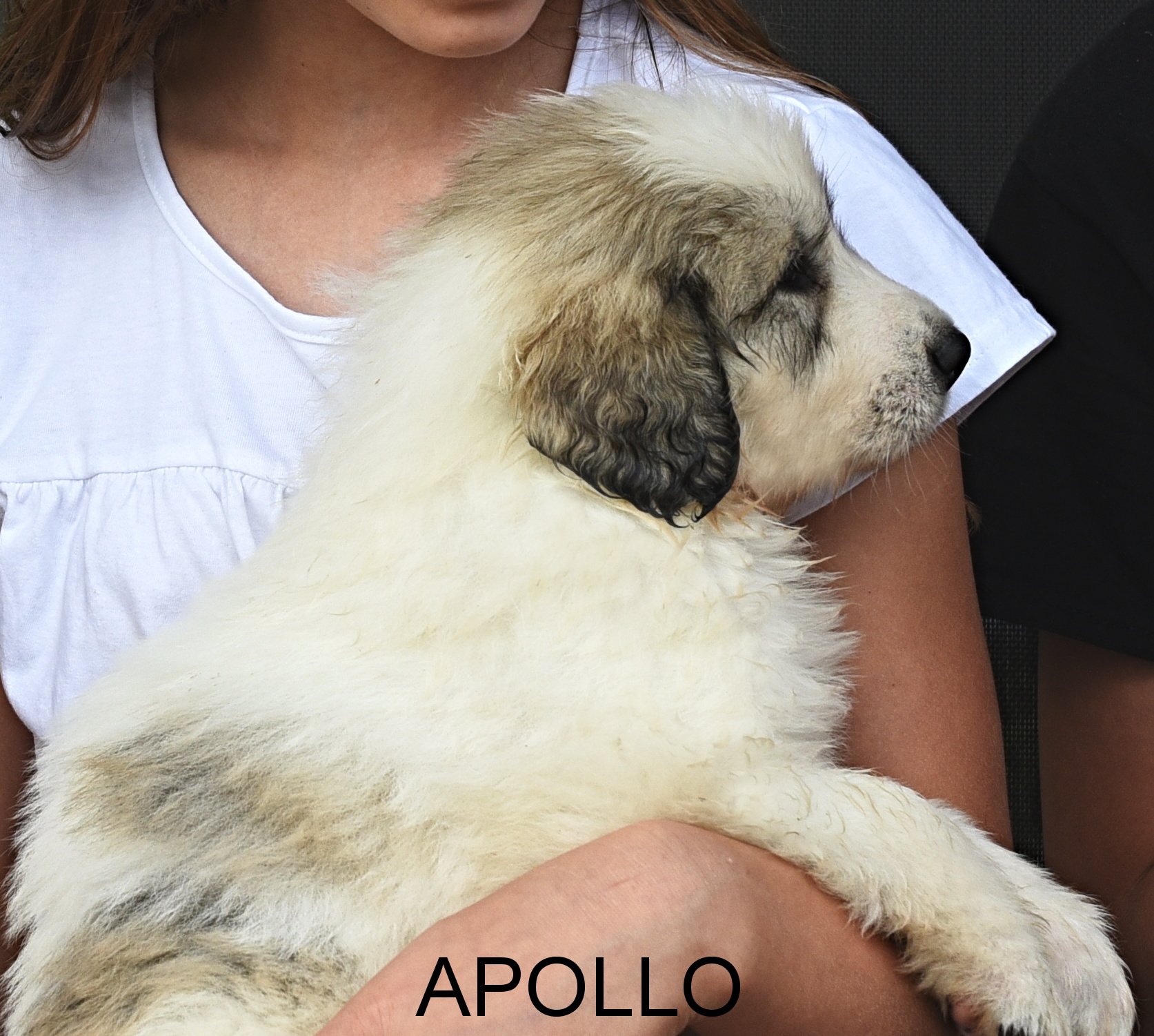 3Apollo