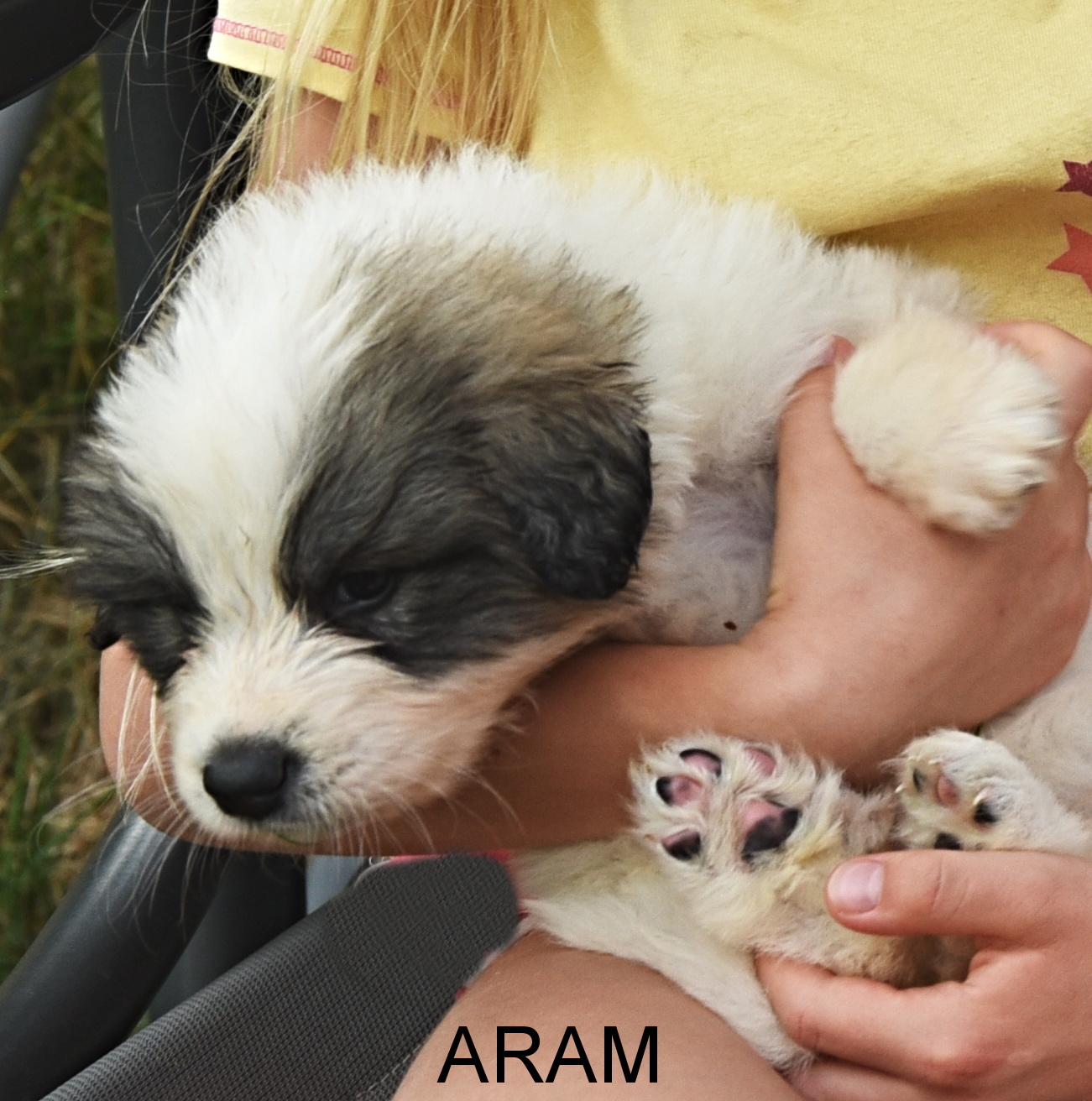 4Aram