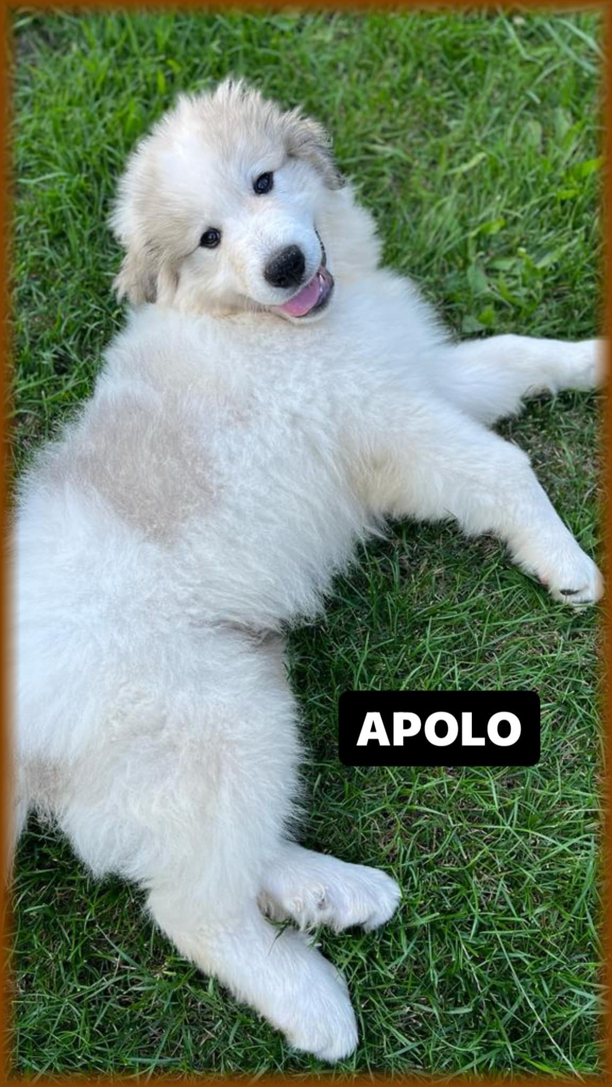 Apolo 1