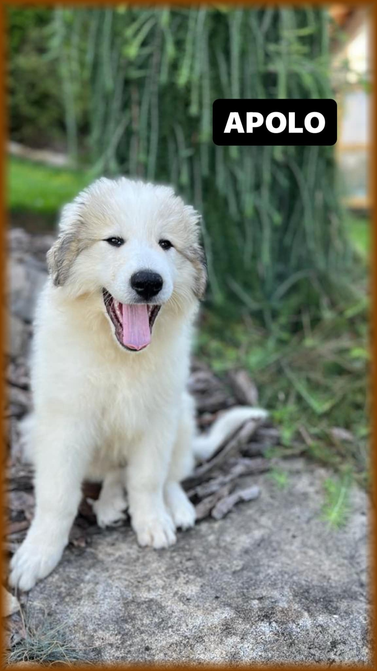 Apolo