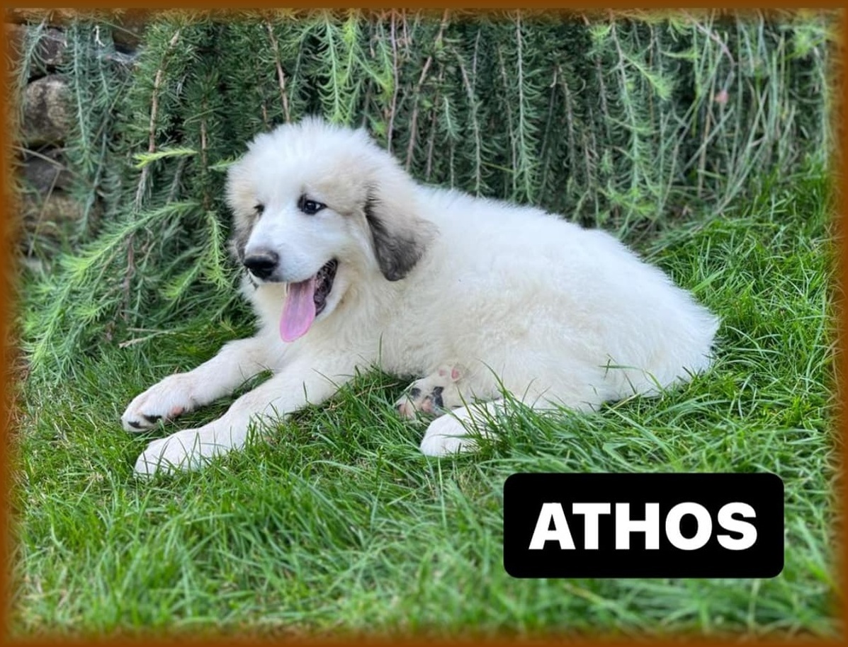 Athos 2