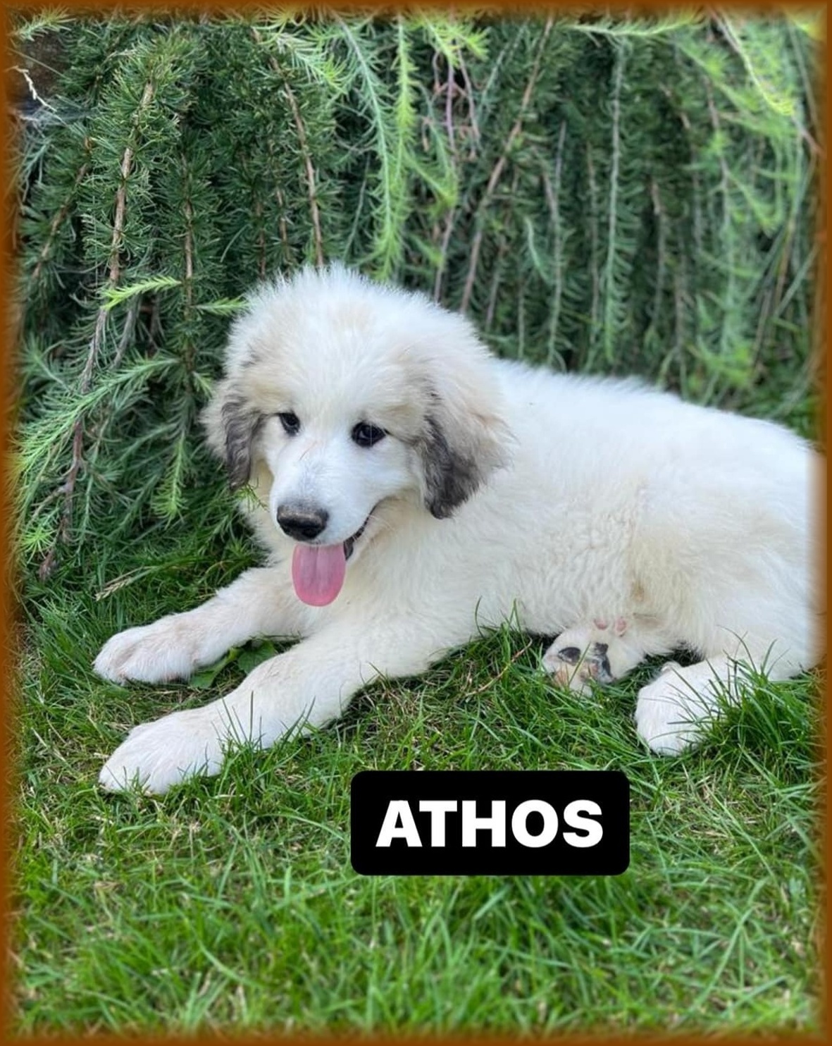 Athos 3